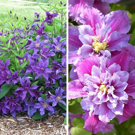 Welcome to the national collection of the clematis montana. 4pc Clematis Climbing Collection - National Plant Network ...