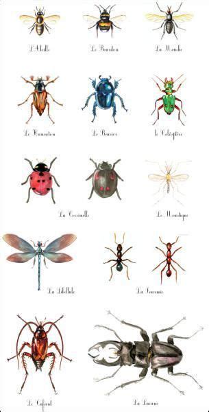 Les Insectes De Lordre Des Hyménoptères Hymenoptera Sont Des