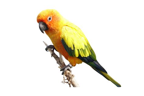 Parrot On A White Background 7939908 Stock Photo At Vecteezy