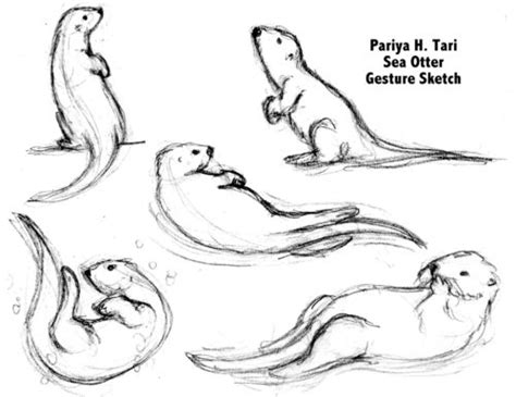 Otter Swimming Drawing Photo Drawing Skill