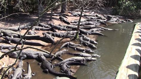 Alligator Farm In St Augustine Florida Youtube