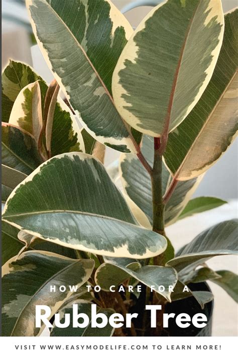 Rubber Tree Plant Care Instructions