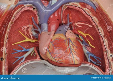 Human Heart Stock Image Image Of Organ Circulatory 16514545