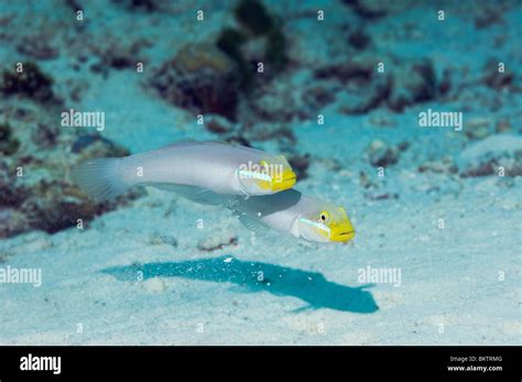 Golden Headed Goby Hi Res Stock Photography And Images Alamy