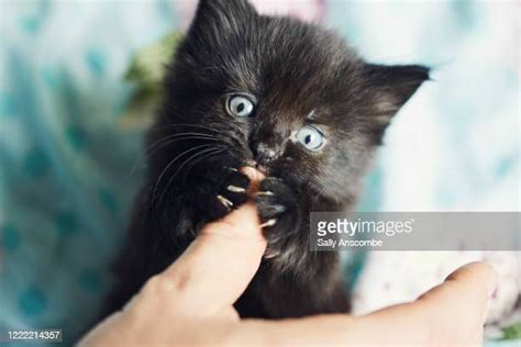 Cat Biting Person Photos And Premium High Res Pictures Getty Images
