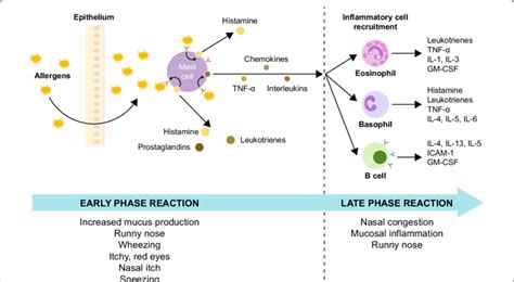 Pathophysiology Of Allergic Rhinitis In The Early Phase Reaction