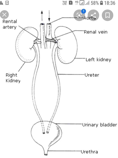 Excretory System Labeled Coloring Pages