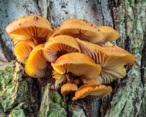 A Complete Guide To Different Types Of Mushrooms Fit For The Soul