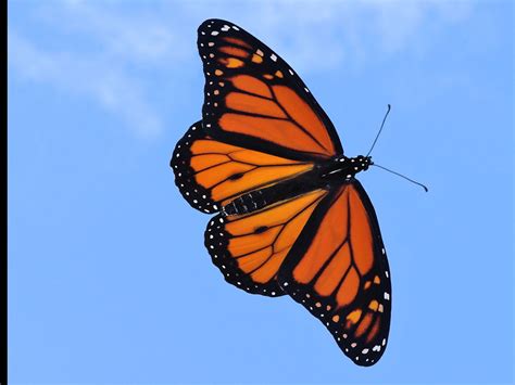 Monarch Butterfly Life Expectancy Merrilee Mathias