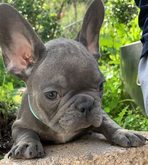 We specialize in standard colored bulldogs as full akc (breeding rights) are available for some puppies but to protect bloodlines, this may not be available for all pups and is an additional fee. French Bulldog Puppies For Sale | San Diego, CA #327122