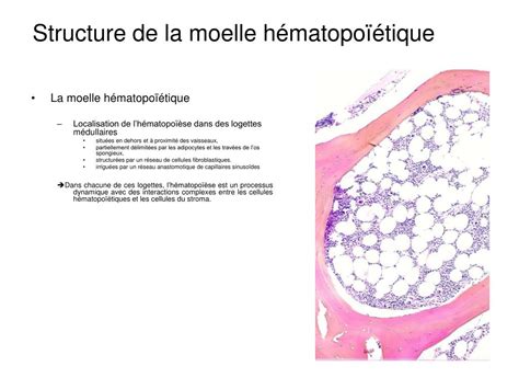 Ppt La Moelle Osseuse Hematopoietique Powerpoint Presentation Id My