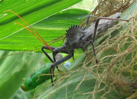 Does your cat love to chase and play with bugs? Wheel Bug Eats Caterpillar - What's That Bug?
