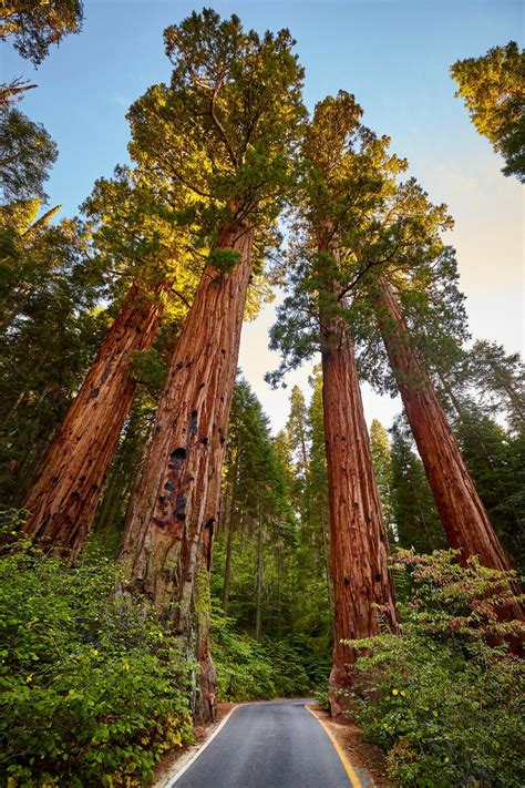 40 Giant Sequoia California Redwood Sequoiadendron Giganteum Tree Seeds