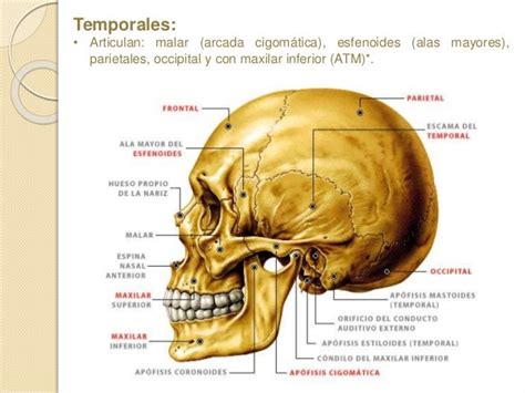 Hueso Temporal