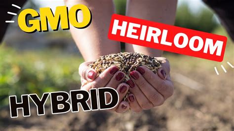 The Difference Between Gmo Heirloom And Hybrid Garden Seeds Gardening
