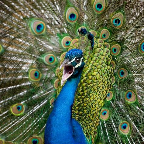 Premium Photo Close Up Of Male Indian Peafowl Displaying Tail Feathers
