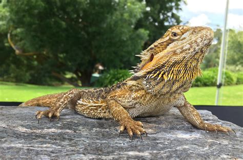 Lizards The Animal Facts What Makes Them A Unique Type Of Reptile