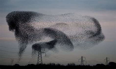 Starling Murmuration Season In Pictures Starling Birds In Flight