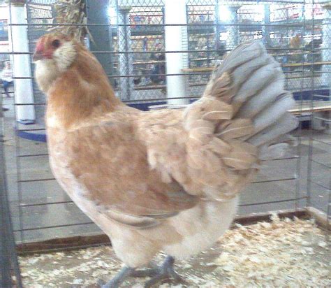 Blue Wheaten Ameraucana Hen I Have One Of These And She Lays Light