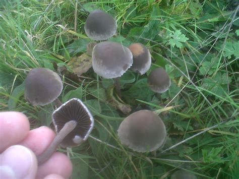 Panaeolus Cyanescens Mushroom Hunting And Identification Shroomery