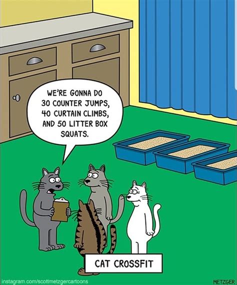 pin by sandy ayres on cats furry rulers of the world funny cat memes cat jokes crazy cats