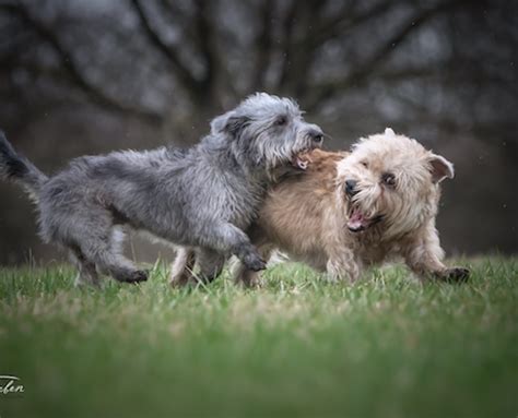 Small, but mighty, yorkies are well loved. Glen of Imaal Terrier - Rassebeschreibung, Adressen und viele Fotos