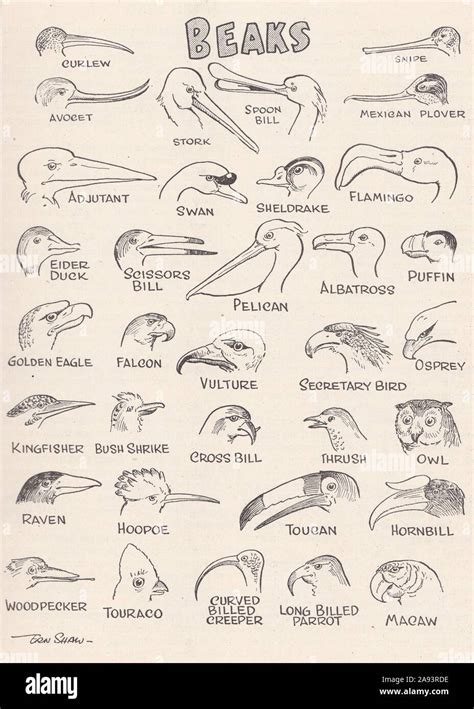 Bird Beak Types Diagram