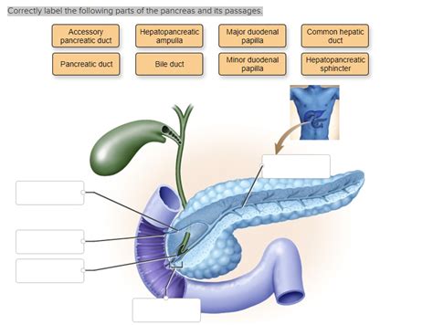 Solved Correctly Label The Following Parts Of The Pancreas And Its