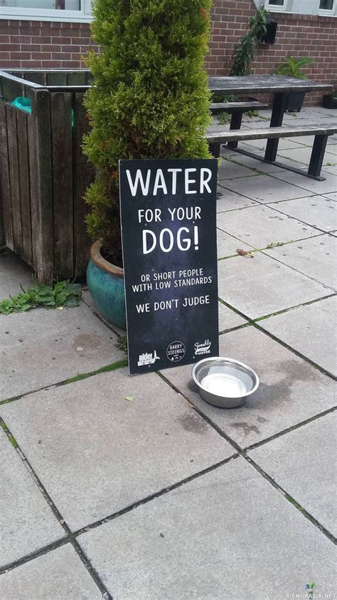 Vettä koirille