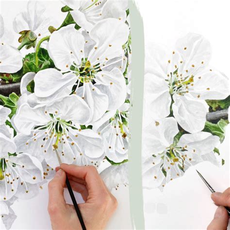 Как рисовать белые цветы вишни в акварели Anna Mason Art Watercolor