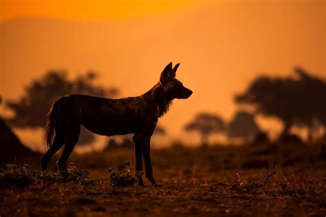 Travel Podcast Three Years With A Pack Of African Wild Dogs