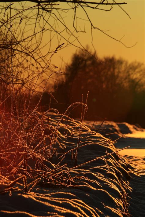 Frozen Nature Free Photo Download Freeimages