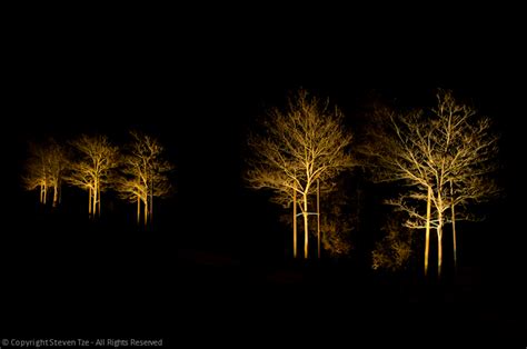 Trees Up Lighting Night Long Exposure Steven Tze Photography