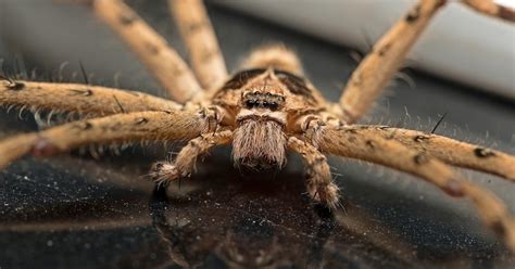 Spiders In Florida Series Common Domestic House Spiders Drive Bye