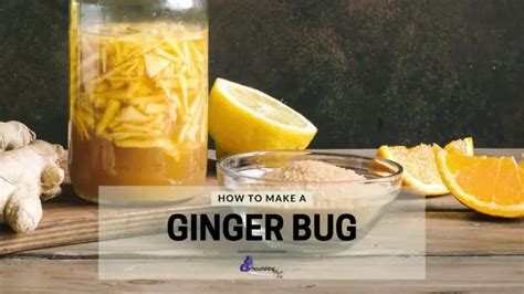 How To Make A Ginger Bug Care Instructions And Recipe Suggestions