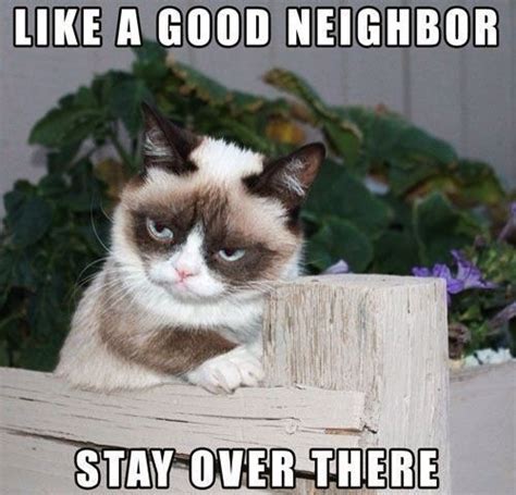 Welcomenotwelcome Funny Grumpy Cat Memes Grumpy Cat Humor Grumpy