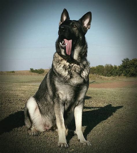 Solid black german shepherd puppies. Old-Fashioned, Thick Boned, Large German Shepherd Breeder