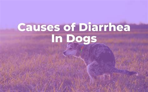 My Dog Has Diarrhea Most Common Causes Of Dog Diarrhea Thank Your Vet