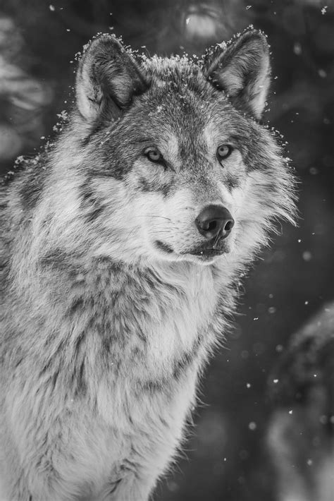 Beautiful Grey Wolves Photos West Yellowstone Gray Wolves Flickr