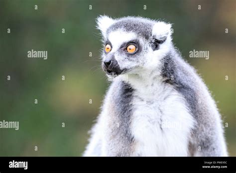 Ring Tailed Lemur Lemur Catta Close Up Exterior Neutral Background