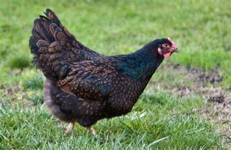 The Top 18 Chicken Breeds For Your Backyard Flock ~ Homestead And Chill Chicken Breeds