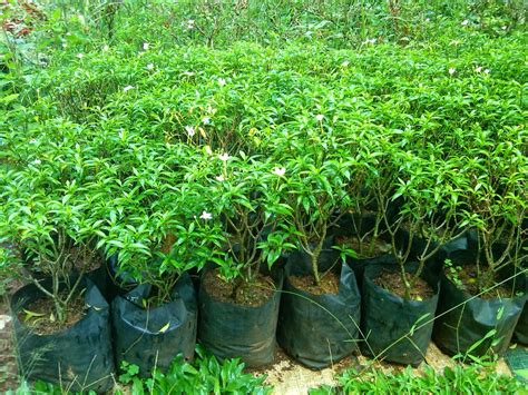 Bunga soka sering dijumpai sebagai bunga pengganti pagar rumah. TUKANG TAMAN | JUAL TANAMAN HIAS DEPOK BEJI TIMUR ...