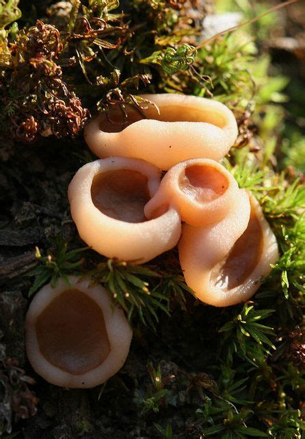 Sac Fungi Peziza Repanda Fungi Stuffed Mushrooms Garden Mushrooms