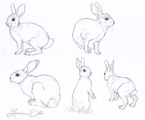 Wild Rabbit Study By Daffodille On Deviantart Rabbit Drawing Bunny