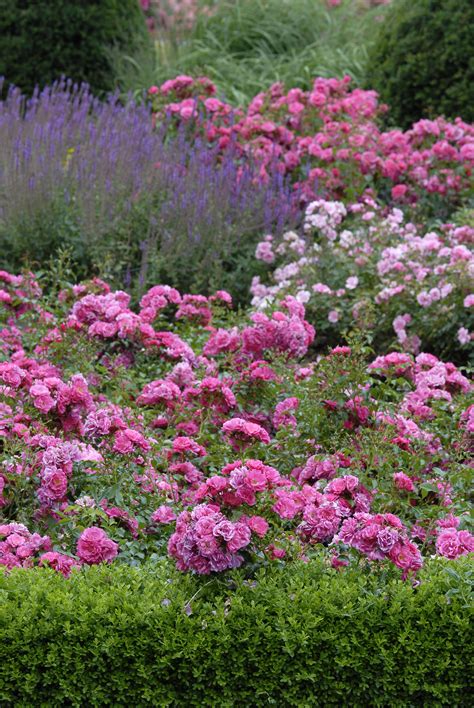Pretty Pink Roses Ground Cover Roses Cottage Garden Plants Cottage