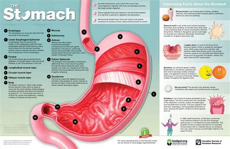 Stomach Infographic Gastrointestinal Society