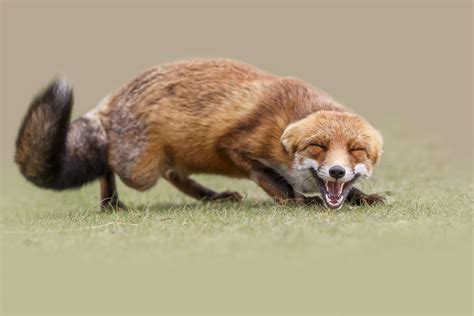 Photo Foxes Pretty Animal