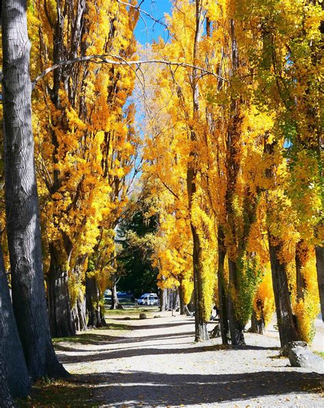 Lewks Photos Autumn Colours In New Zealand