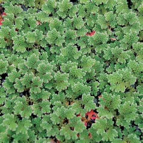 Azolla For Sale Floating Water Fern The Pond Guy
