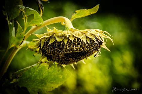 Photo Of The Day Dying Sunflower — Thomas Fitzgerald Photography